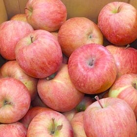 【予約受付】10/10~順次出荷【10kg】山形県産りんご(品種おまかせ) ※家庭用(傷あり)