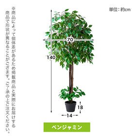 【ベンジャミンx2本】インテリアグリーン 2点セット