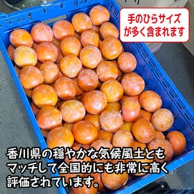 【予約受付】11/11~順次出荷【約5.0kg】香川県産柿(ご家庭用・サイズ混合)
