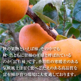 【予約受付】11/14~順次出荷【秀品 大玉約4.0kg】香川県産 富有柿