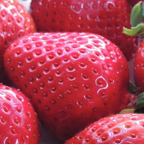 ＜新杵堂＞ 福岡県産 あまおう ゴロっと5粒 ロールケーキ