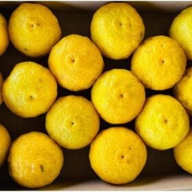 【予約受付】11/15~順次出荷【1.5kg】熊本県産 大分...