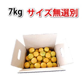 【予約受付】10/9~順次出荷【7kg】熊本みかん  極早生(ご家庭用・傷あり)