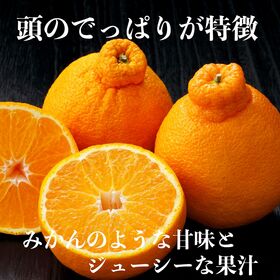 【予約受付】12月中旬~順次出荷【熊本他】1.2kg　デコポン(不知火)