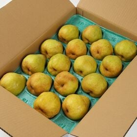 【予約受付】11/20~順次出荷【約5kg/12個~20個】...