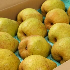 【予約受付】11/20~順次出荷【約5kg/12個~20個】山形県 ラフランス 《秀品》