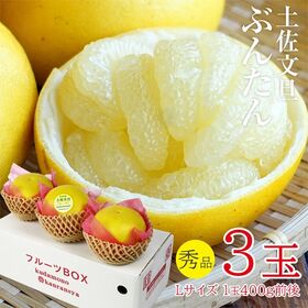 【予約受付】12/20~順次出荷【3玉】土佐文旦 秀品 | プチプチと弾ける食感と爽やかな後味がやみつきになります。
