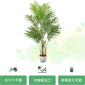 光触媒 インテリアクグリーン アレカヤシ