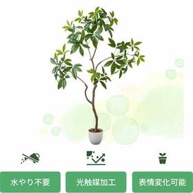 光触媒 インテリアクグリーン パキラ