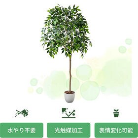 光触媒 インテリアクグリーン ベンジャミン