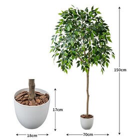 光触媒 インテリアクグリーン ベンジャミン