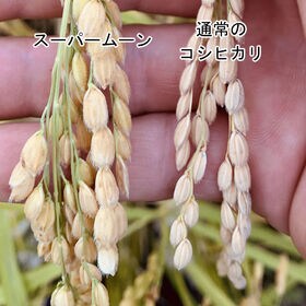 【計20kg/5kg×4袋】新米 令和7年産 長野県産 特別栽培米 スーパームーン 白米