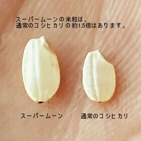 【計10kg/5kg×2袋】新米 令和7年産 長野県産 特別栽培米 スーパームーン 白米