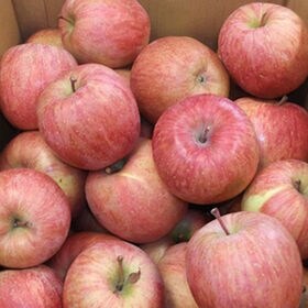 【予約商品】11/15~順次出荷【約3kg】山形県産サンふじりんご※傷シミあり