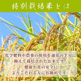 【20kg(5kg×4袋)】特別栽培米 コシヒカリ(精白米) 丹波産 令和7年産