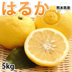 【予約受付】1/20~順次出荷【5kg】熊本県産 はるか 秀品 | 上品な甘味と優しい香り