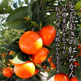 【予約受付】12/5~順次出荷【約2.5kg(S-L)】香川県産 小原紅早生みかん