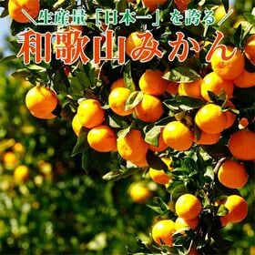 【約10kg/サイズ混合S~2Lサイズ】産地直送 有田みかん  ご家庭用