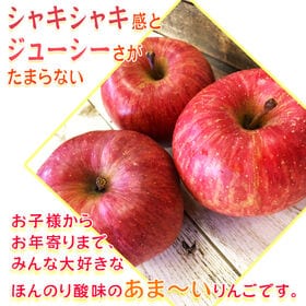 【予約受付】12/5~順次出荷【約10kg(26~50玉)】 山形県産りんご サンふじ(ご家庭用)