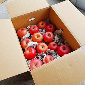 【予約受付】12/5~順次出荷【約5kg(13~25玉入り)】山形県産サンふじりんご ※ご家庭用