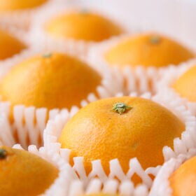 【2kg前後6から8玉程度】特選プリンセスまどんな 贈答用