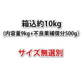 【予約受付】2/5~順次出荷【箱込約10kg】熊本県産 デコみかん（傷あり、不揃い、ご家庭用）