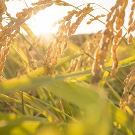 【新米】山形県産　さわのはな　令和7年産【5kg】