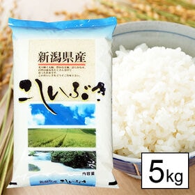 【5kg】新米 令和7年産 越後の米 新潟県産 こしいぶき 白米 | 人気の新潟米です。
