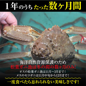 【2枚×(470-540g)】山陰沖日本海産 活きた松葉ガニ