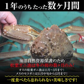 【2枚×(400-460g)】山陰沖日本海産 松葉ガニ(ボイル)