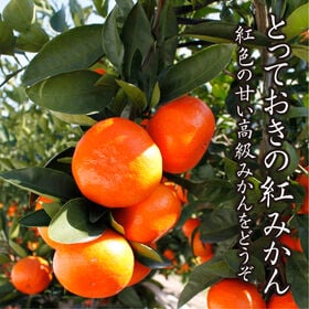 【予約受付】12/5~順次出荷【箱含む約5.0kg(S-3L)】香川県産 小原紅早生みかん