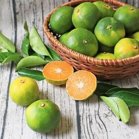 【10kg/2S-2Lサイズ込】厳選 極早生 吉田みかん サイズ大きめ ※ご家庭用・傷あり | 程よい酸味が疲れた身体に沁みわたります！