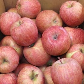 【予約受付】1/20~順次出荷【約3kg(玉数おまかせ)】青森県産サンふじりんご※傷シミあり