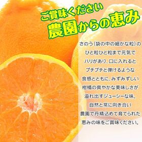 【予約受付】2/10~順次出荷【12玉/3Lサイズ・大玉】地域厳選 不知火