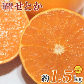 【予約受付】3/1~順次出荷【約1.5kg/約5~8玉】愛媛県産せとか 秀品 | まるでジュースのような瑞々しい口当たり。