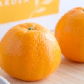 【約7kg】愛媛県八幡浜市産ポンカン サイズ不揃い