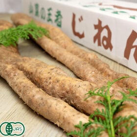 【約1.2kg】熊本県産自然薯（形不揃い）有機JAS認証・完全無農薬（専用箱入り） | 安心安全の完全無農薬/JAS認証 熊本県産の甘さとコクが別格の自然薯