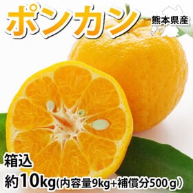 【箱込約10kg】熊本県産 ポンカン（傷あり、不揃い、ご家庭用） | デコポンの親品種！濃厚な甘い香りとさわやかな甘味