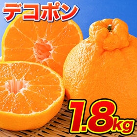 【予約受付】1/30~順次出荷【1.8kg】デコポン | 発祥の地！果汁あふれる！