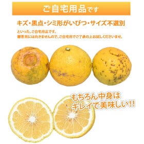 【箱込約10kg】熊本県産 はるか（傷あり、不揃い、ご自宅用）