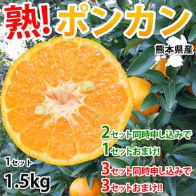 【1.5kg】熊本県産 ポンカン（傷あり、不揃い、ご自宅用）