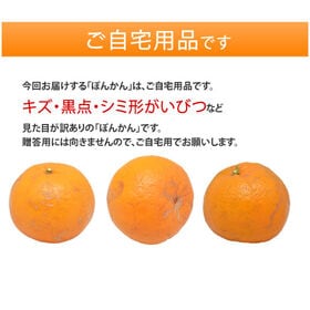 【1.5kg】熊本県産 ポンカン（傷あり、不揃い、ご自宅用）