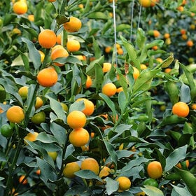 【500g×3袋】冷凍フルーツ金柑「大甘（だいかん）」3Lサイズ