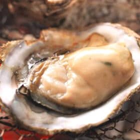 【賞味期限間近】【10個×1パック】兵庫県室津産 殻付き生牡...