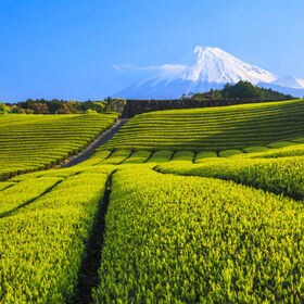 【1.5g×100包】静岡産 上質ほうじ茶ティーバッグ（計150g）