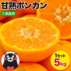 【5kg】甘熟ポンカン※ご家庭用（傷あり サイズ不選別） | インパクト大の人気柑橘！