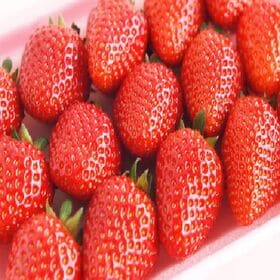 【30個】冬季限定 いちごのホワイトチョコレート仕立て