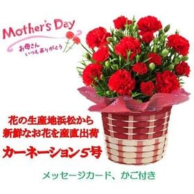 【予約受付】5/7~順次出荷【2026年母の日】レッドカーネーション 5号 inバスケット