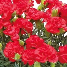 【予約受付】5/7~順次出荷【2026年母の日】レッドカーネーション 5号 inバスケット