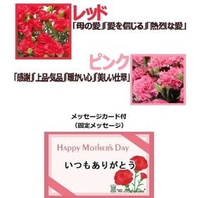 【予約受付】5/7~順次出荷【2026年母の日】カーネーション5号＆カステラセット